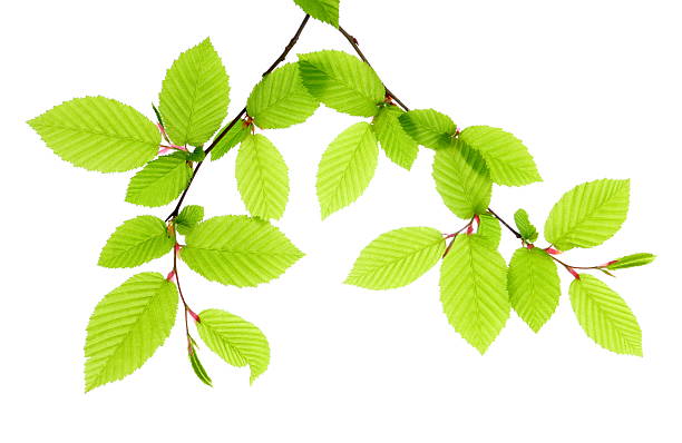 beech leafs aislado - beech leaf isolated leaf new fotografías e imágenes de stock