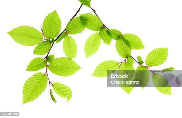 Beech Leafs Puste - zdjęcia stockowe i więcej obrazów Buk - drzewo - Buk - drzewo, Liść, Neutralne tło