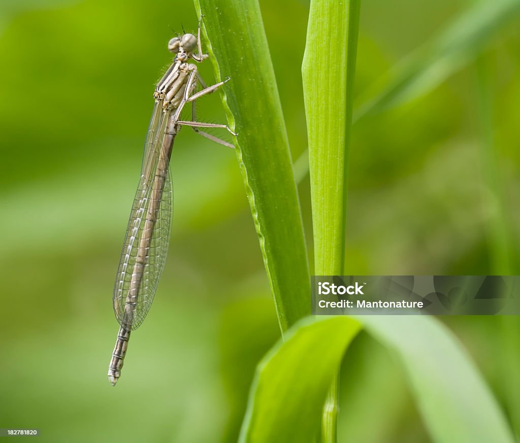 Blue Featherleg (Platycnemis pennipes) Immature Female The pale blue males, showing off their white legs to each other, are a familiar sight along rivers and calm streams in large parts of Europe.  Animal Stock Photo