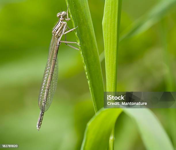 Blue Featherleg Immature Female Stock Photo - Download Image Now