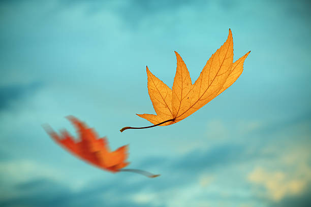 Falling Two falling autumn leaves before the storm. Selective focus. spinning photos stock pictures, royalty-free photos & images