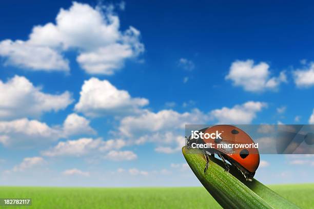 Marienkäfer Stockfoto und mehr Bilder von Berühren - Berühren, Biologie, Blatt - Pflanzenbestandteile