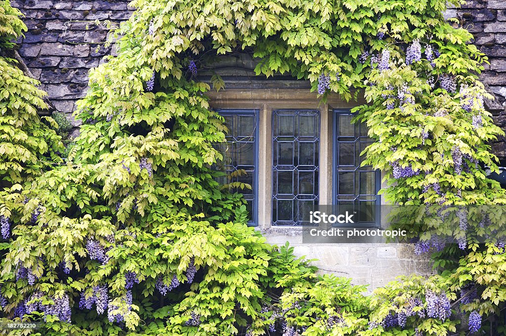 Glicine coperto finestra - Foto stock royalty-free di Ardesia