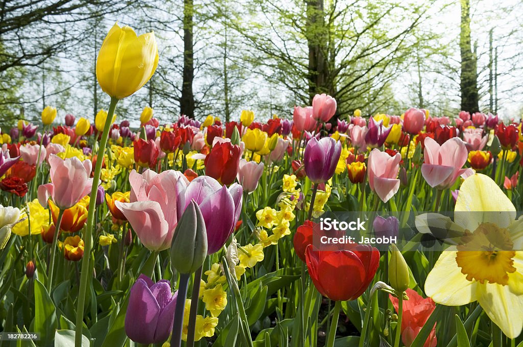 Frühling Blumen - Lizenzfrei Baum Stock-Foto