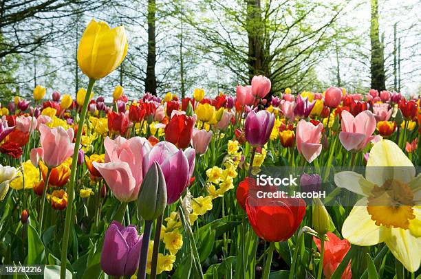 Frühling Blumen Stockfoto und mehr Bilder von Baum - Baum, Baumblüte, Blume