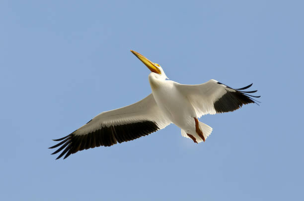 istock American White Pelican (Pelecanus erythrorhynchos) Soaring 182782235