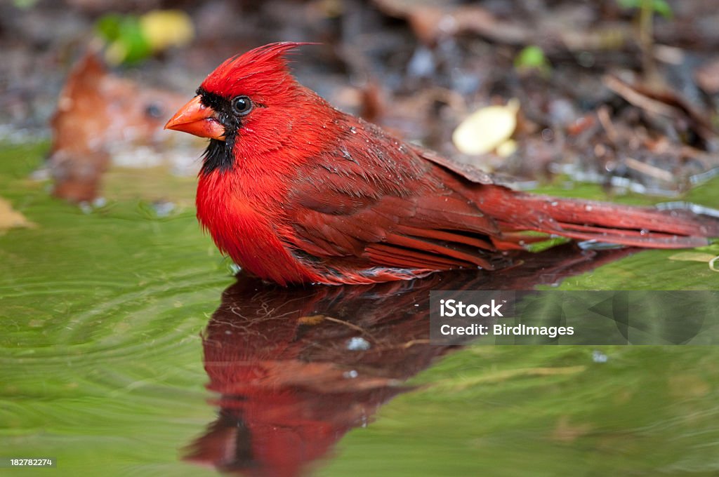 Northern Cardinal-Mężczyzna - Zbiór zdjęć royalty-free (Czerwony)