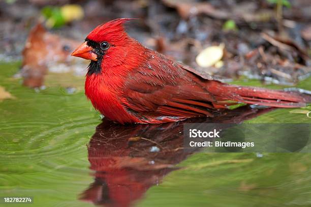 Northern Cardinalmężczyzna - zdjęcia stockowe i więcej obrazów Czerwony - Czerwony, Dzikie zwierzęta, Fotografika