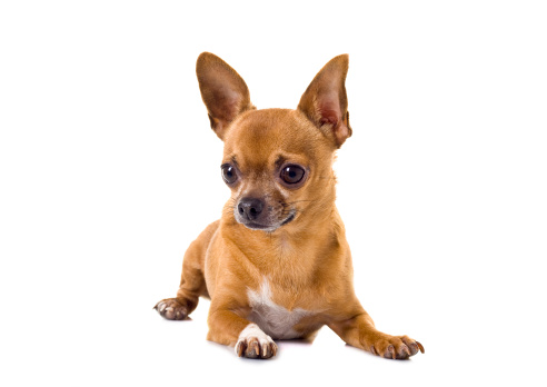 brown chihuahua sitting on floor. small dog in asian house. feeling happy and relax dog.