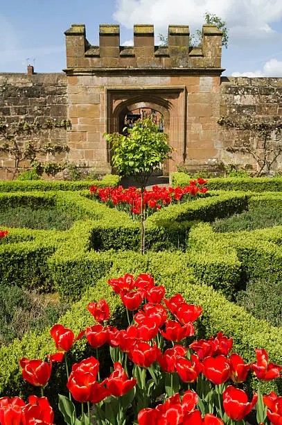 kenilworth castle warwickshire the midlands england uk - red tulips in the love knot garden