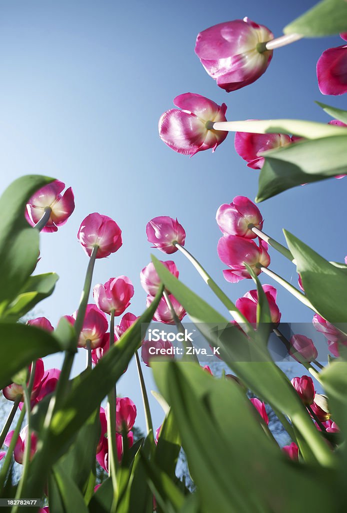 Tulipanes - Foto de stock de Aire libre libre de derechos