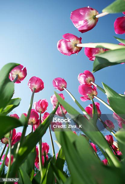 Tulips Stock Photo - Download Image Now - Back Lit, Beauty, Beauty In Nature
