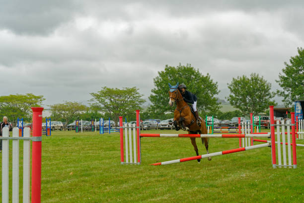 pferd mit reiter springt über einen zaun bei motueka a und p show. - horse show jumping jumping performance stock-fotos und bilder