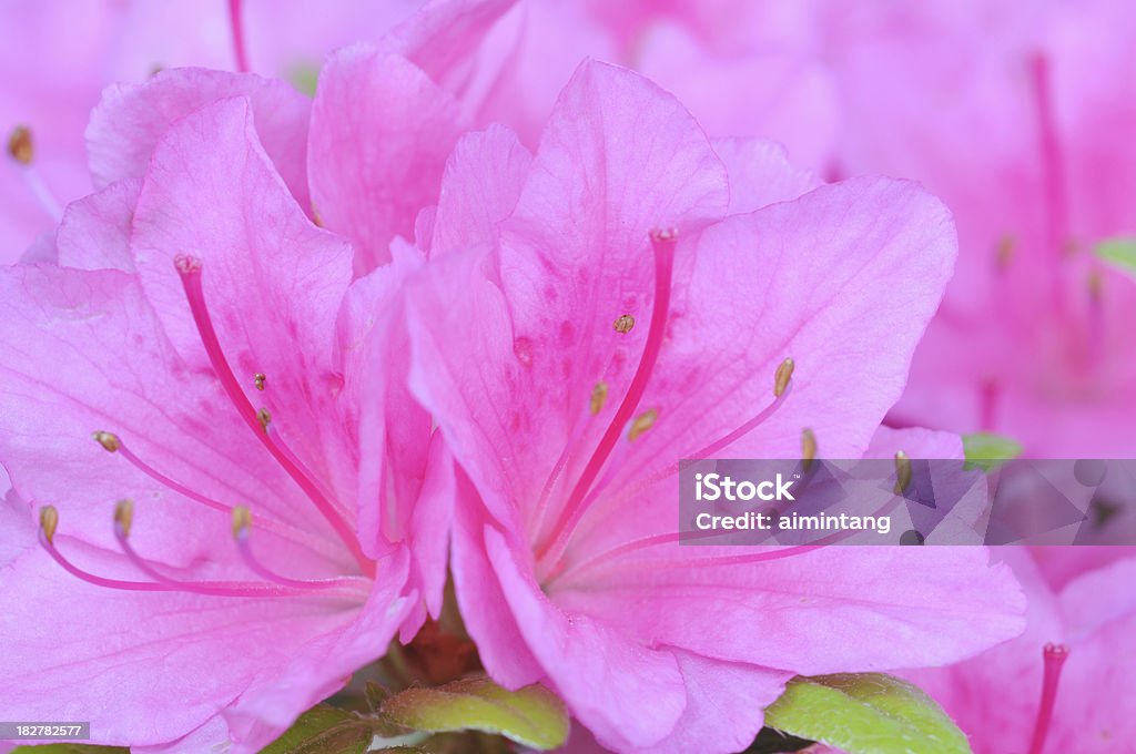 Azalea - Foto de stock de Azaléia royalty-free