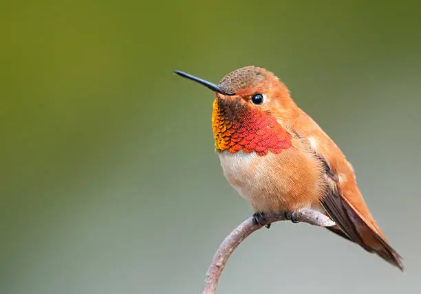 Male Rufous Hummingbird perching pretty, showing off his beautiful gorget.