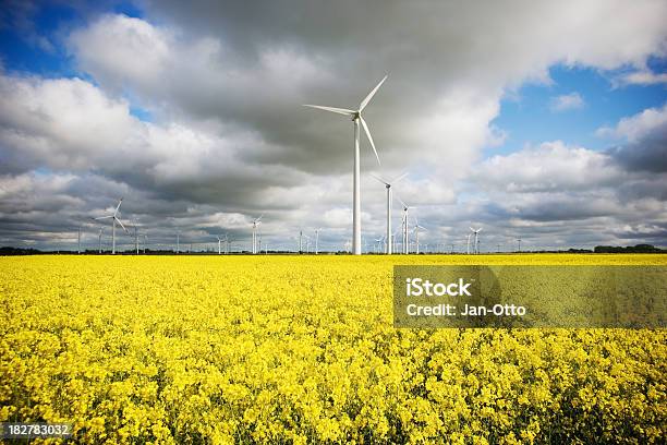 Windmühlen Und Canola Stockfoto und mehr Bilder von Biologieunterricht - Biologieunterricht, Blume, Blühend