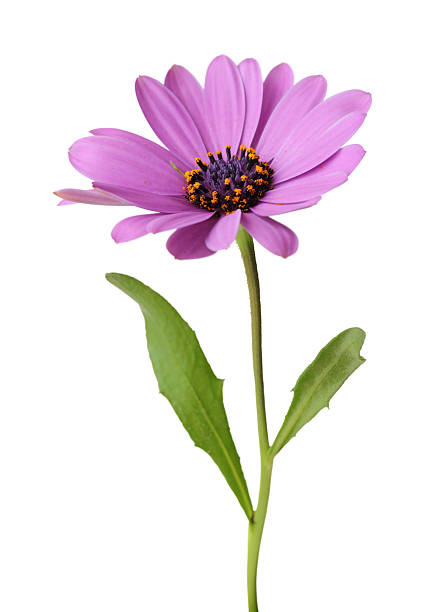 daisy aislado - single flower flower daisy chamomile fotografías e imágenes de stock