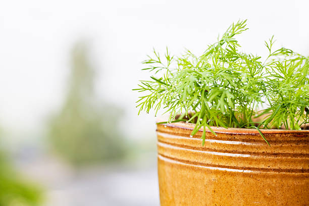 Young plants of dill in a pot at morning, after a rainy night covered with raindrops