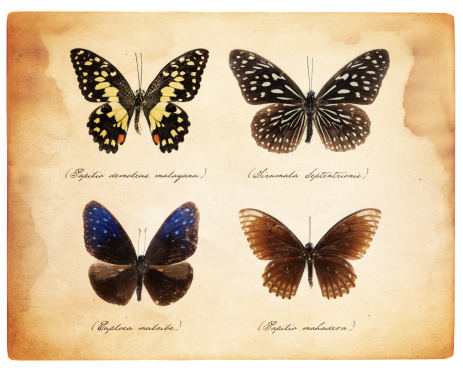 taxidermy butterflies over piece of grunge sepia paper with textures overlay with their scientific names - to simulate an old book or scrapbook1. Lime Butterfly (Papilio demoleus malayanus)2. Dark Blue Tiger Butterfly (Tirumala Septentrionis)3. Striped Blue Crow (Euploea mulciber)4. Burmese Raven Butterfly (Papilio mahadeva)