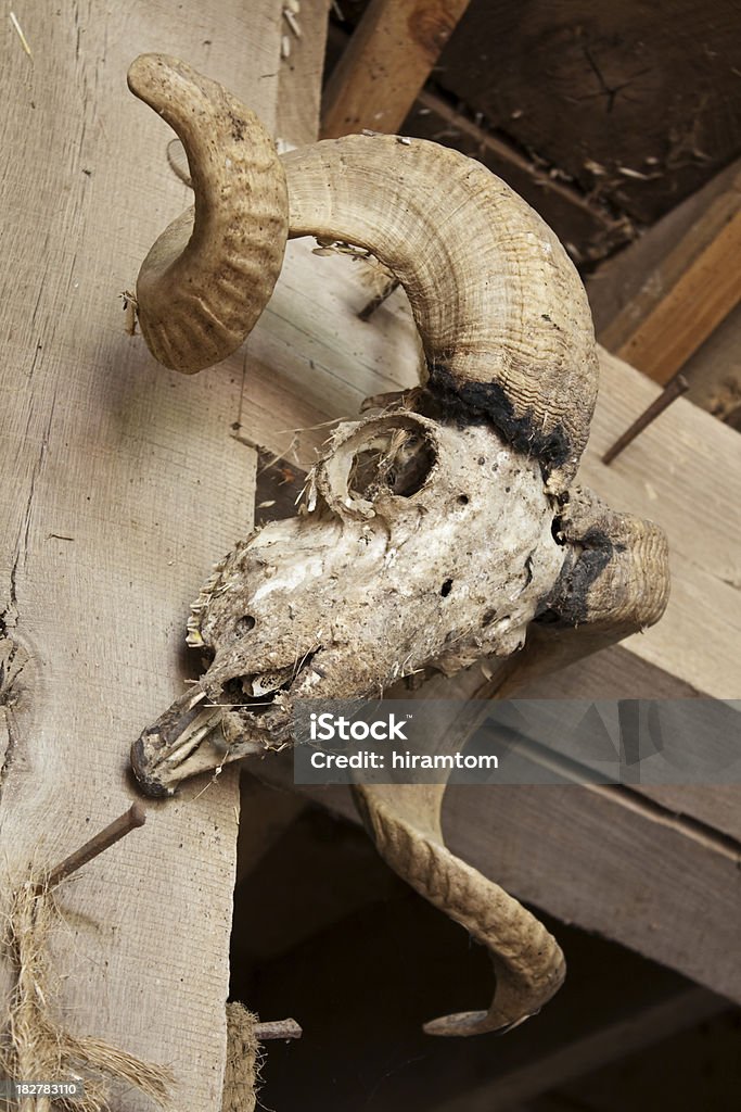 羊のスカルと角 - ねじれたのロイヤリティフリーストックフォト