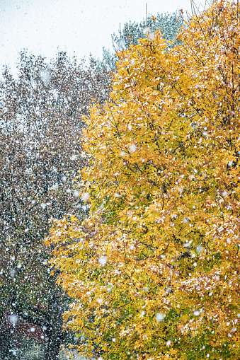 Golden yellow and orange fall leaves still hanging on a young maple tree are being coated quickly by an early November snow storm blizzard.