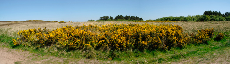 view of heathland north hill minehead