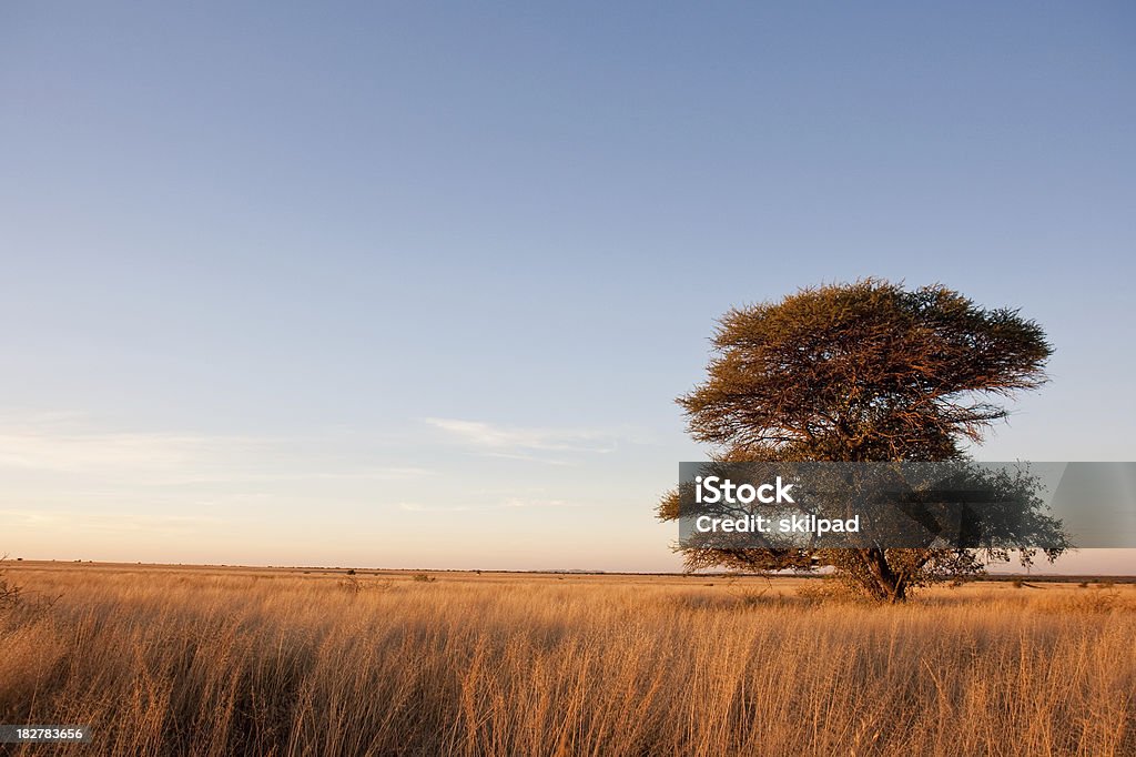 Acácia Eriobba em África savanna - Royalty-free República da África do Sul Foto de stock