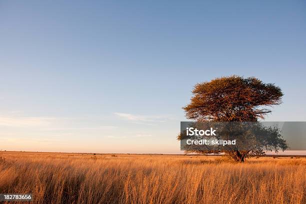 Camelthorn Дерево В Африке Savanna — стоковые фотографии и другие картинки ЮАР - ЮАР, Camelthorn Tree, Саванна