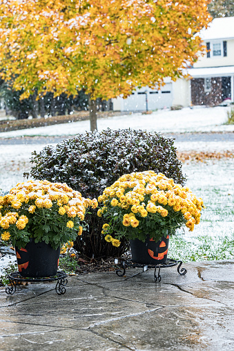 Potted plant yellow fall chrysanthemums are being coated by falling snow during a late autumn/early November first snow blizzard of the season.