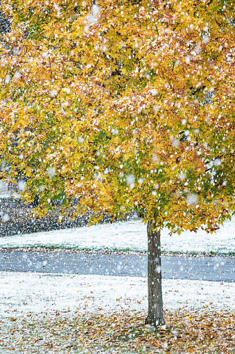 Close-Up of a late autumn maple tree during a first of the season early November snow storm blizzard.