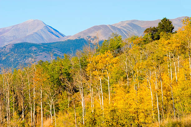 Golden colored aspen trees blanket the mountainside on a beautiful Colorado autumn morning.