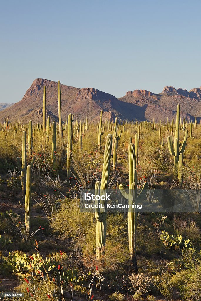 Cactus Saguaro et les montagnes dans le désert - Photo de Espace texte libre de droits
