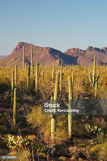 Kaktusy Saguaro Oraz Desert Mountain - zdjęcia stockowe i więcej obrazów Góra - Góra, Karnegia olbrzymia, Miejsce na tekst