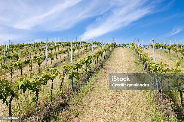 Viñedo En Abruzzo Italia Foto de stock y más banco de imágenes de Abruzzi - Abruzzi, Agricultura, Aire libre