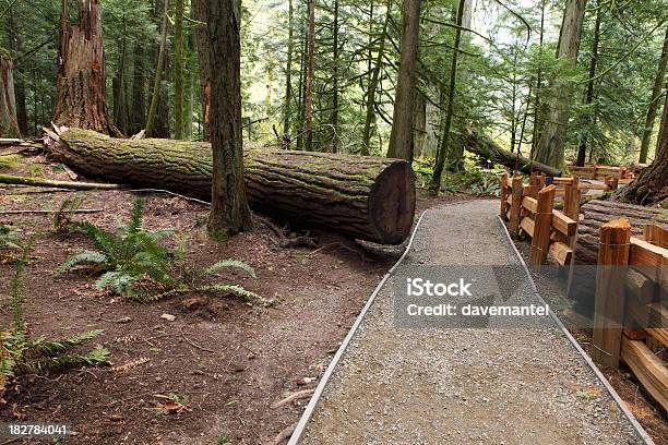 Catedral Grove Foto de stock y más banco de imágenes de Bosque - Bosque, Bosque primario, Camino