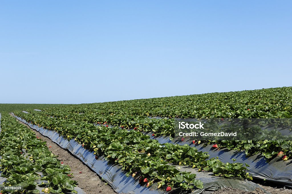 준비가 잘 익은 Strawberrys 수확하다 - 로열티 프리 딸기밭 스톡 사진