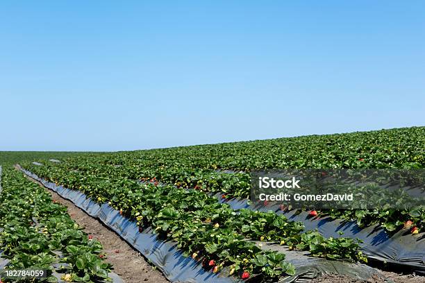 준비가 잘 익은 Strawberrys 수확하다 딸기밭에 대한 스톡 사진 및 기타 이미지 - 딸기밭, 0명, 건강한 식생활
