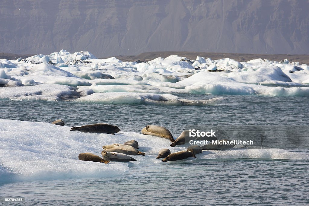Robben im Glacier Lagoon - Lizenzfrei Berg Stock-Foto