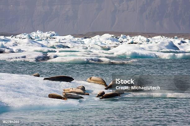 Robben Im Glacier Lagoon Stockfoto und mehr Bilder von Berg - Berg, Blau, Eis