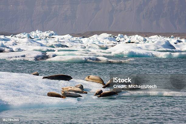 シール氷河湖 - アイスランドのストックフォトや画像を多数ご用意 - アイスランド, アイスランド南中央部, アザラシ上科