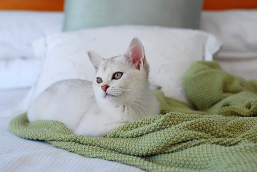 Gorgeous white pure bred cat on green and white bedding.Also available in vertical composition.Please see other images in this series in my portfolio.