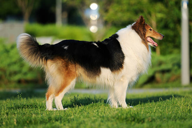 Rough collie running in the snow.