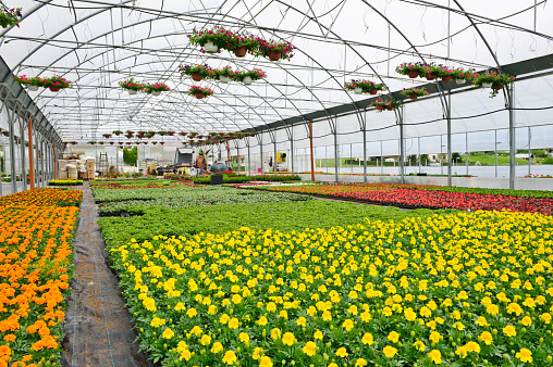 Greenhouse with Marigolds in pots
