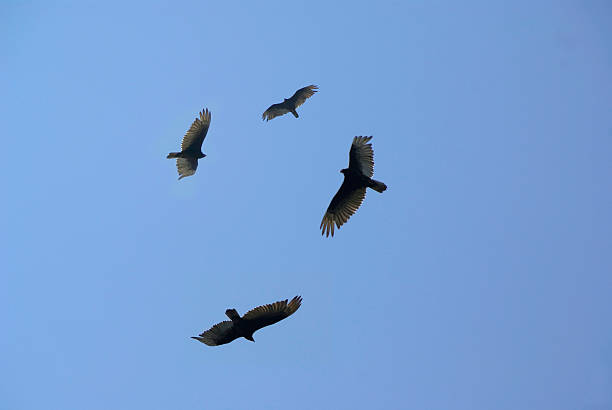 The Vultures are Circling Circling Buzzards are a sign of death or near death as they sight potential carrion to feast on. Click on banner below for similar images: vulture photos stock pictures, royalty-free photos & images