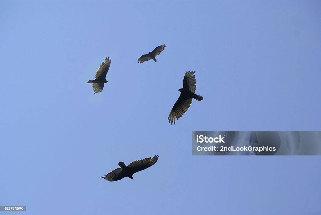 Os abutres são Circling - Royalty-free Abutre Foto de stock