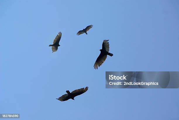 Os Abutres São Circling - Fotografias de stock e mais imagens de Abutre - Abutre, Orbitar, Céu