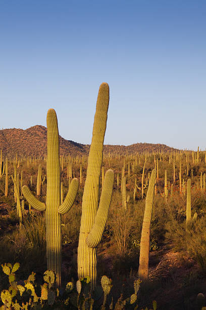 istock Saguaro Cacti and Desert Landscape 182784714