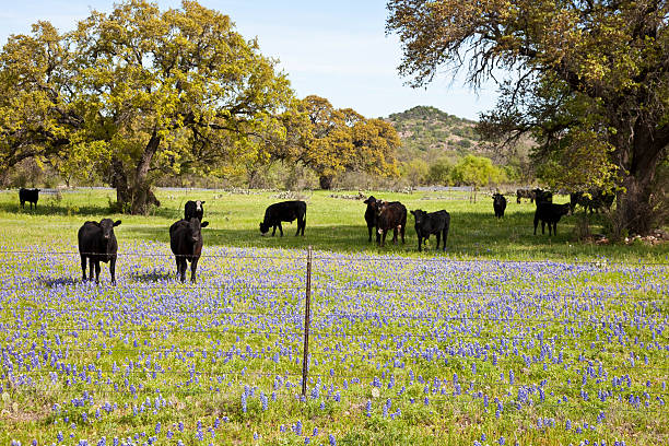 istock Black Angus Cows in Texas Bluebonnet Field. 182784727
