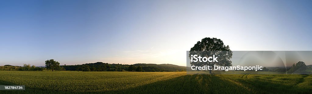 Campo de trigo en puesta de sol y árbol - Foto de stock de Ancho libre de derechos