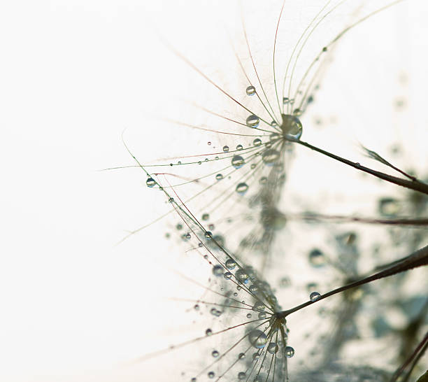 wet löwenzahn samen mit tropfen - dandelion water dandelion seed dew stock-fotos und bilder